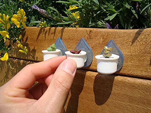 Boo-Boo Nest - Miniature Succulent and Cactus Air Planter Pot Enclosure for All Miniature Terrarium and Necklace Boo-Boo Plants. with Reusable Sticker (Nest + Pinky Terrarium Plant)