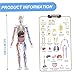 Cndiyald Human Body Model 3D with Removable Parts, Anatomy Learning Toy with Bones Organs Blood Vessels for Kids