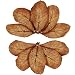SunGrow Giant Catappa Leaves x 10 pcs - Sun Baked Leaves to Breed Live Aquarium Fish & Shrimp