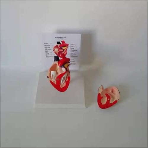 Miniatura 2 de KH66ZKY Modelo anatómico de corazón canino - Modelo de corazón de perro - Anatomía del corazón canino para estudio de aula de ciencias Pantalla de