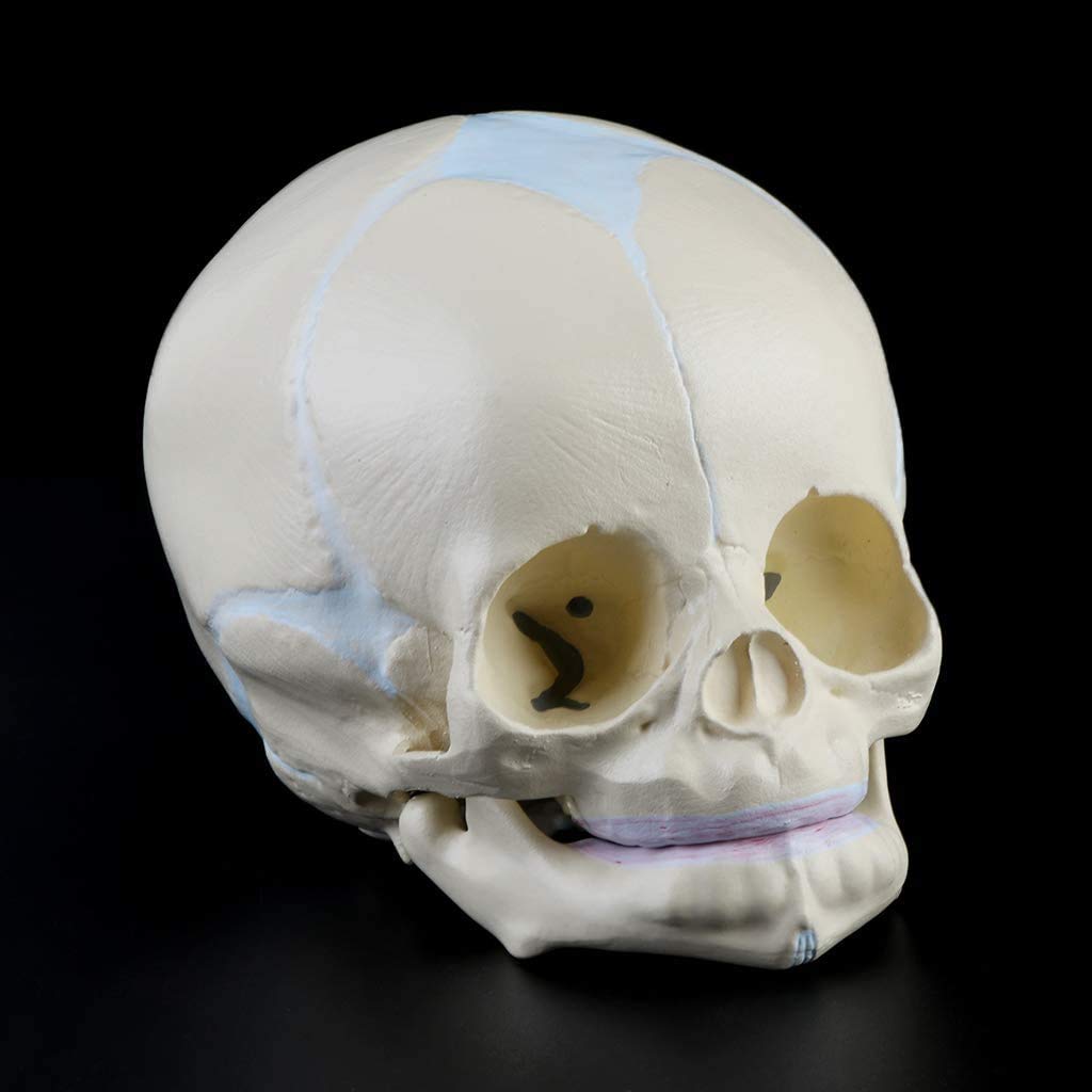 Model Czaszki Niemowlęcej, Anatomiczny Model Kości Czaszki Niemowlęcej, Medyczne Materiały Dydaktyczne, Narzędzia Badawcze I Sprzęt 13 X 10 X 10,5 Cm