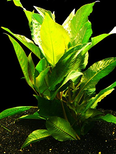 Zoomeister - 2 Bund RIESEN - WASSERFREUND (HYGROPHILA CORYMBOSA)