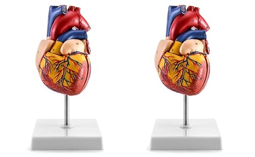 QWORK Menschliches Herzmodell, 2 Stück, anatomisch genau, nummeriert, 2-teiliges lebensgroßes Herz-Medizinmodell mit 34 anatomischen Strukturen, zusammengehalten mit Magneten auf der Basis