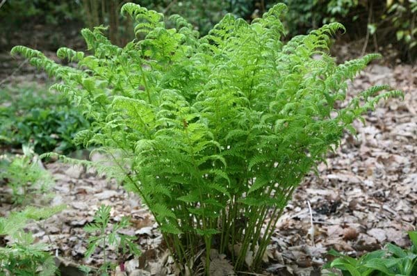 Plant Theory 2L Pot Golden Male Fern Cristata Dryopteris Affinis Hardy Outdoor Ferns Jungle Plant Trunks