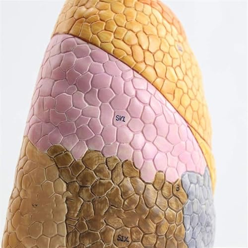 Modèle de poumon de taille réelle AMITD modèle anatomique zones fonctionnelles