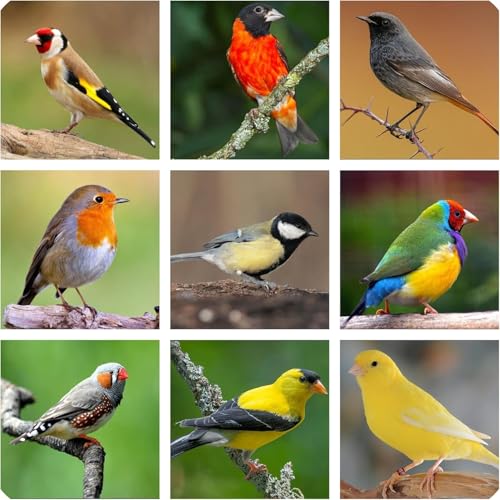 Miscela Premium di Semi per Cardellini e Passeracei con Miglio, Scagliola, Lino, Avena, Colza, Niger, 900 g