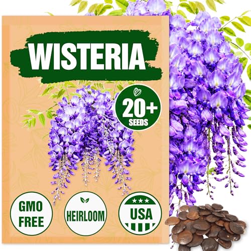 Wisteria Seeds for Planting - 20 Heirloom Non-GMO Classic Flower Seeds - Hardy Perennial Flowering Vine - Trellis Arbor & Pergola Climber - Outdoor Garden