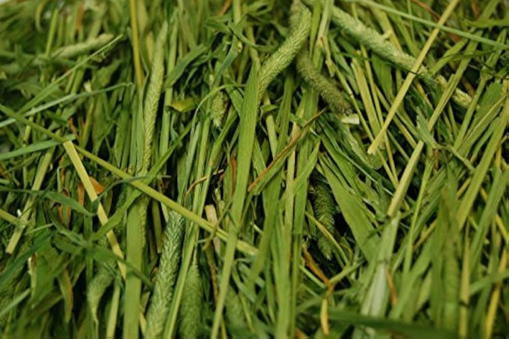 ★未開封★ woolly 高原の朝採り牧草　ティモシーヤング　2袋セット 高原の朝採りティモシー ヤング 450gの通販はうさぎの牧草.com