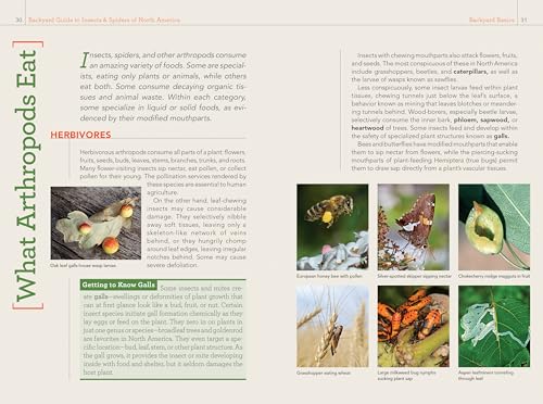 National Geographic Backyard Guide to Insects and Spiders of North America (National Geographic Backyard Guides) - Image 9