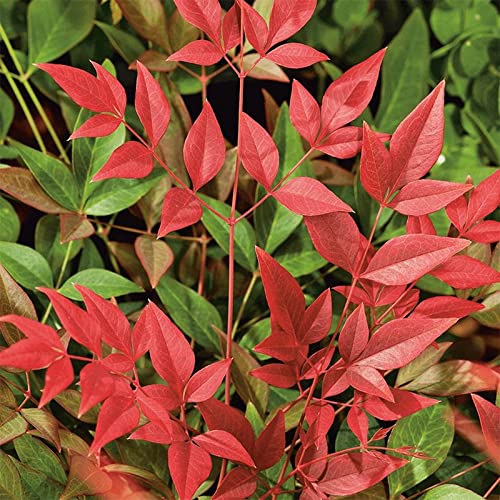 Nandina Domestica (Heavenly Bamboo) Tree Seed By Myseeds.co, You Choose The Quantity (1/4 Oz (203 Seed)) #TOP8