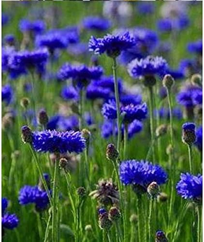 Bachelor Button, Tall Blue Seeds, 100 Seeds, Beautiful Bright Blu...