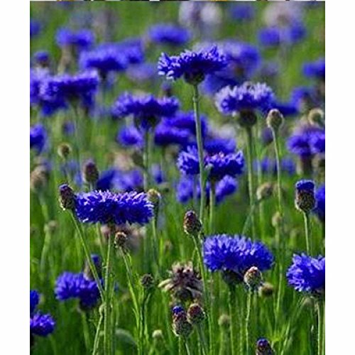 Tall Blue Bachelor Button Seeds