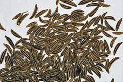 Caraway Seeds, Herb, 25+ Seeds, Non GMO, You Can Use Seeds, Plant and Roots on This Herb - Image 4