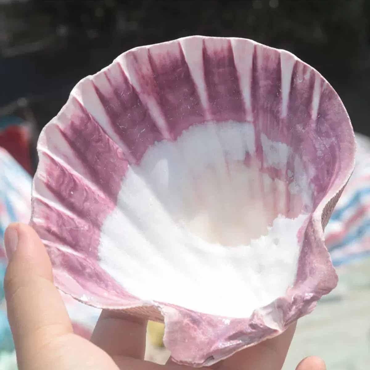 Muszla, 11~14 cm na dekoracje ślubne impreza tematyczna plaży(11~12cm)