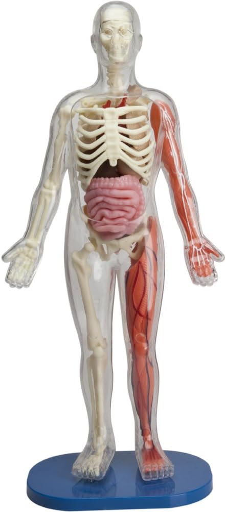 SMARTLAB Toys Totally Squishy from Head-to-Toe - 60 Pieces - 36 Removable Parts - 12 Human Body Model & Stand - 24-Page Illustrated Book - Includes Glowing Eyeballs!