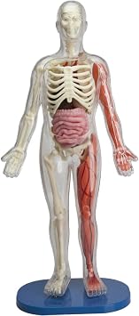 SMARTLAB Toys Totally Squishy from Head-to-Toe - 60 Pieces - 36 Removable Parts - 12 Human Body Model & Stand - 24-Page Illustrated Book - Includes Glowing Eyeballs!