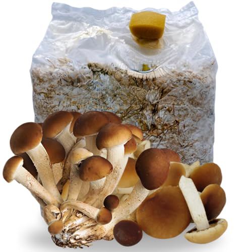 acquaverde | 1 Kit Coltivazione Funghi Pioppini, Agrocybe aegerita, Micelio selezionato di Prima...