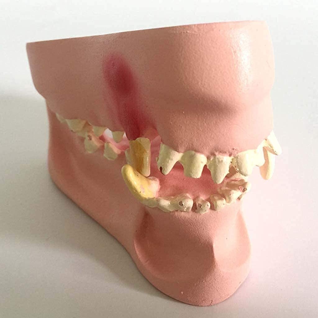 Model Anatomii, Narzędzia Do Nauki Psa Szczęka Anatomiczny Model Psa Patologia Stomatologiczna Anatomia Kompatybilna Z Nauczaniem Medycznym (7 X 6 X 11 Cm)