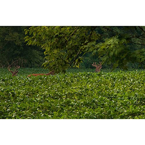 Brassica Blend For Deer