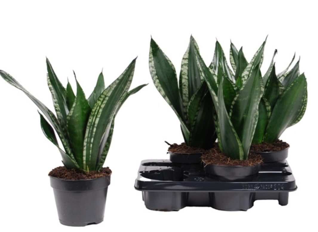 Snake Plant air-Purifying - Sansevieria Grey Stripe - Indoor houseplant in  12 cm Pot 40 cm Height : Amazon.co.uk: Garden