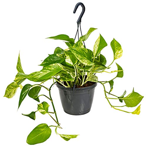 Bloomique - Scindapsus Marble Queen - Efeutute - Hängepflanze - Auch geeignet als Kletterpflanze - Zimmerpflanzen - Luftreinigend - Pflegeleicht - 20-30 cm Hoch - Topf 15 cm