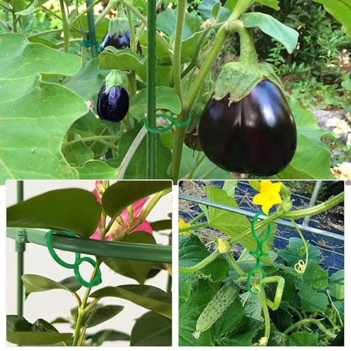 100 Stück Pflanzenclips für kletterpflanzen,Pflanzenklammern,Tomaten Rankhilfe,tomatenclips,Kunststoff Pflanzen Clip,Befestigung für Garten Gemüse/tomatenpflanzen/Blumen/Gemüse/tomatenpflanzen(Grün)