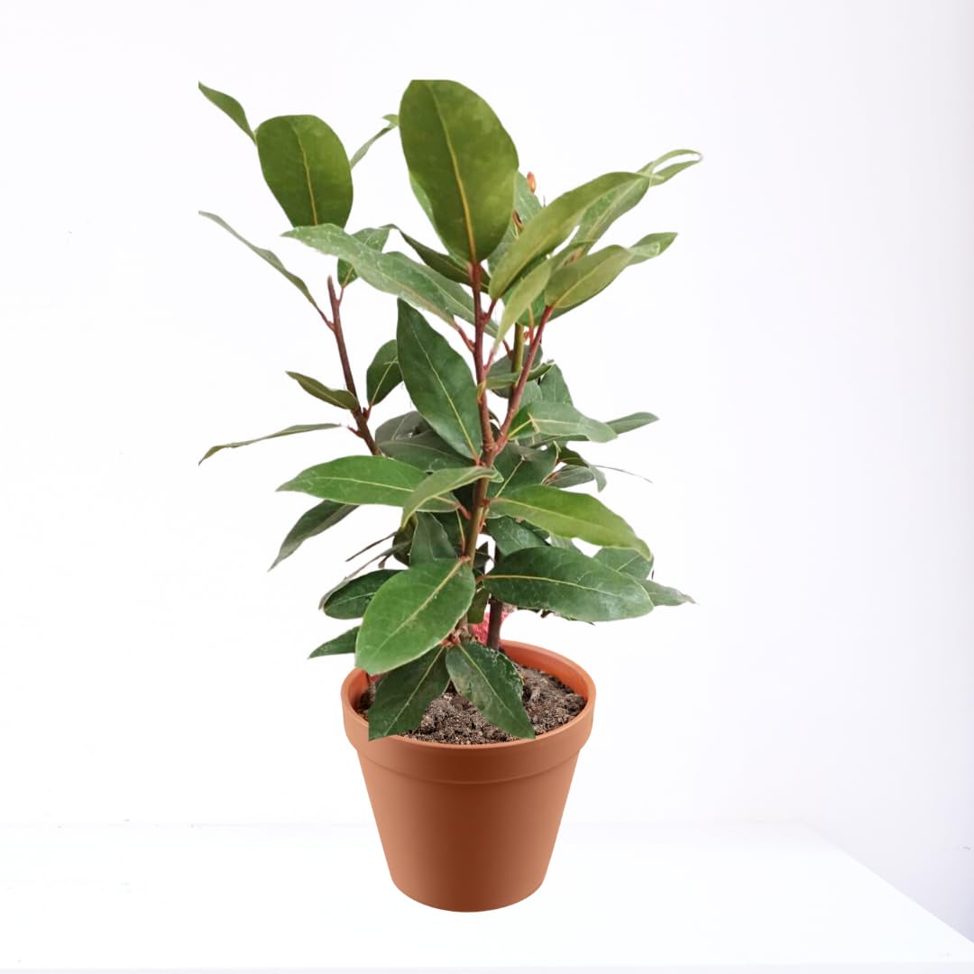 Bay Leaf Plant, Laurus Nobilis Bay Leaf Tree Live Plant, Bay Laurel Tree 14" Tall, Bay Leaves Tree in 4" Pot, Sweet Bay Leaves Plant for Planting Indoor Outdoor Garden