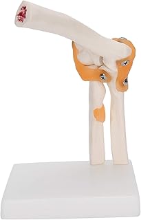Elbow Joint Model Elbow Model Elbow Skeleton Model,Elbow Joint Model Elbow Joint Model Life Size Accurate Elbow Skeleton Model Boned Shoulder Joint Model for Study Display Teaching