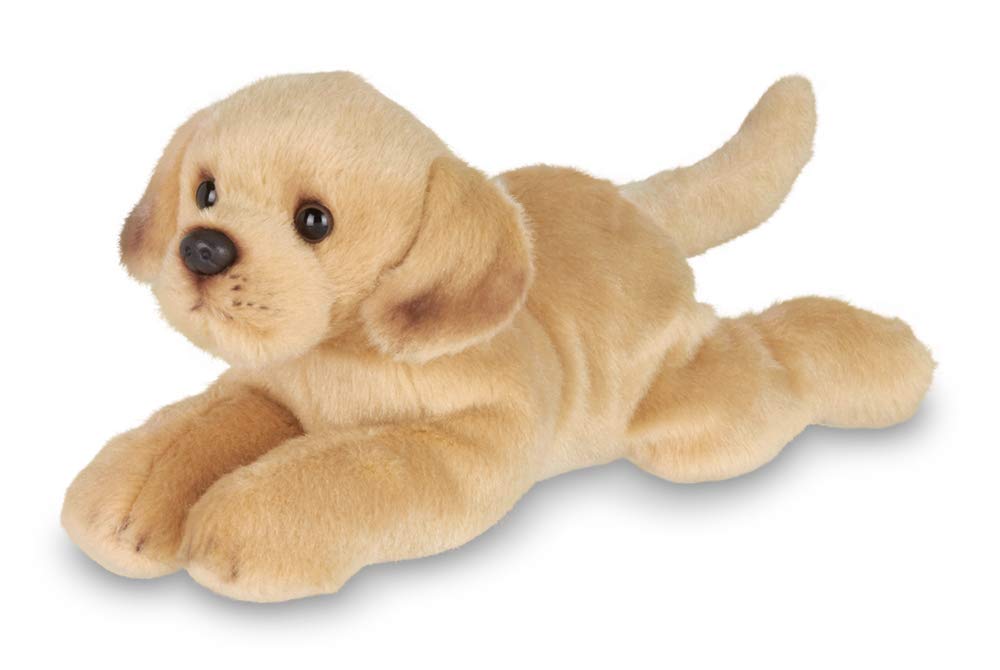 teddy labrador