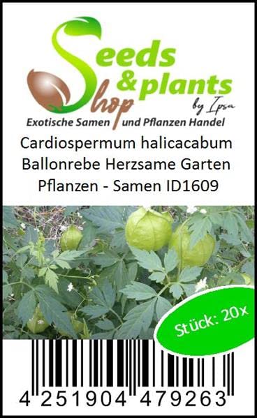 Stk - 20x Cardiospermum halicacabum Ballonrebe Herzsame Garten Pflanzen - Samen ID1609 - Seeds Plants Shop Samenbank Pfullingen Patrik Ipsa - Image 5