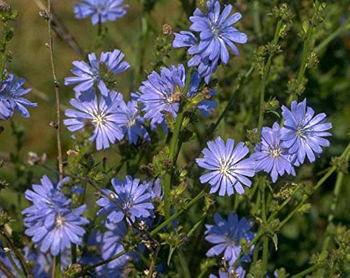 Trigger Chicory Flower Seeds (Cichorium intybus) – 1500+ Heirloom Non-GMO Seeds by Isla’s Garden Seeds, Blue Chicory Wildflower, Pollinator-Friendly Meadow Blooms, Naturalized Landscape Flower, Herb - Image 3
