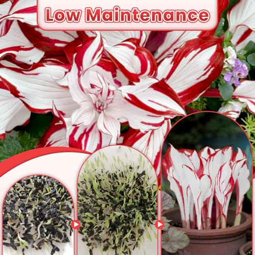 Premium 200PC Red Hosta Seeds for Lush Shade Gardens - Rare White Perennial