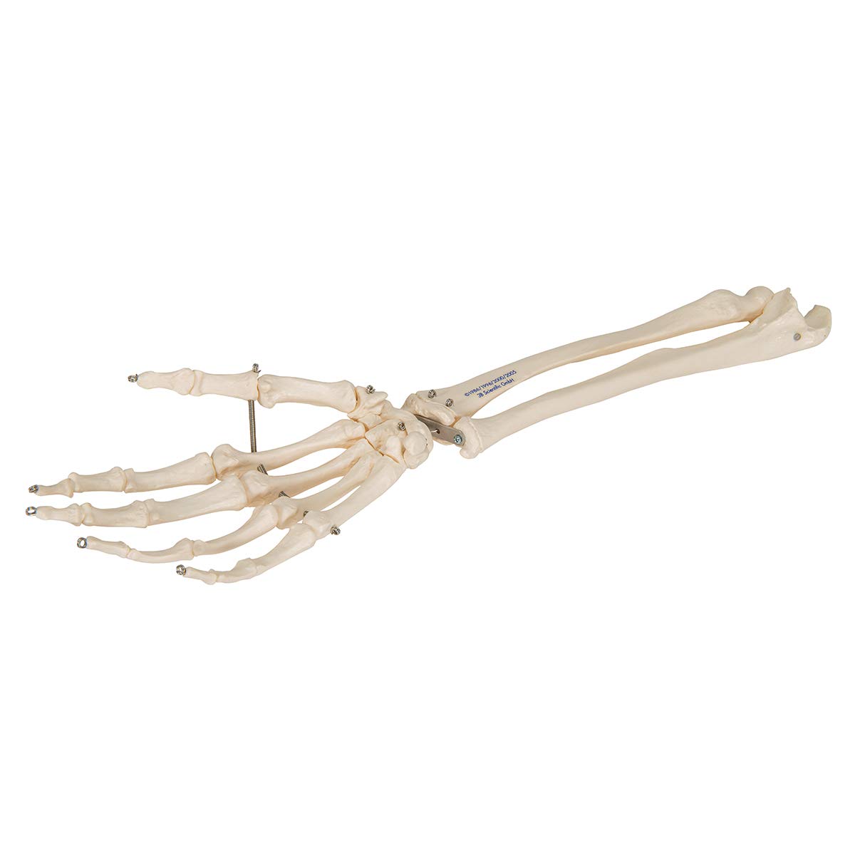 3B Scientific® Mano con Antebrazo – Modelo Anatómico Humano a Tamaño Real en Huesos sobre Alambre + Smart Anatomy App (Garantía de 5 Años)