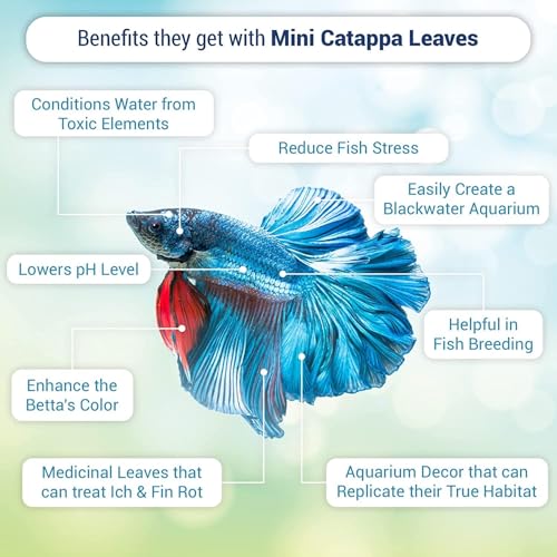 SunGrow Betta Fin Rot Medicinal Leaves, Aquarium Water Conditioner, Dried Indian Almond Leaves for Fish Tank, Create Blackwater Environment, Lower pH, Reduce Stress)