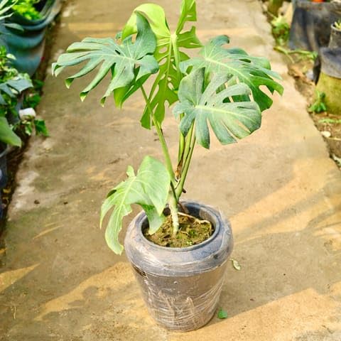 Bedroom Plants Monstera Deliciosa in 13 X 14 Inch Grey Premium Milo Fiberglass Planter- Durable large size decorative fiber pot for indoor outdoor plants with 5 year warranty-image-45