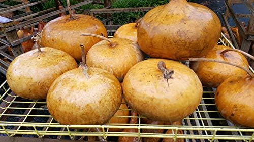 Semillas de calabaza corsa - Calabazas tipo cesta de cáscara dura con paredes gruesas  Liliana's Garden