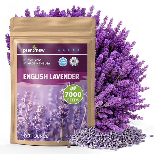 PLANTMEW English Lavender Seeds for Planting Outdoors or Indoors, 7000+ Heirloom Non-GMO Seeds, 90%...