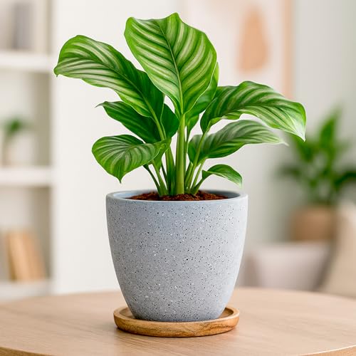 Image of Urban Plant Terracotta Pot with Wooden Saucer - Trendy Planter for Modern Home & Garden Spaces (Terrazzo Terracotta Pot - Gray)
