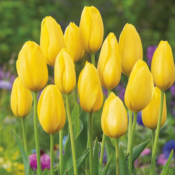 Plantogallery Imported Tulip Big Bloom Flower Bulbs (Novi Sun 1pc) (B0CLF2P7YT) Amazon Price History, Amazon Price Tracker