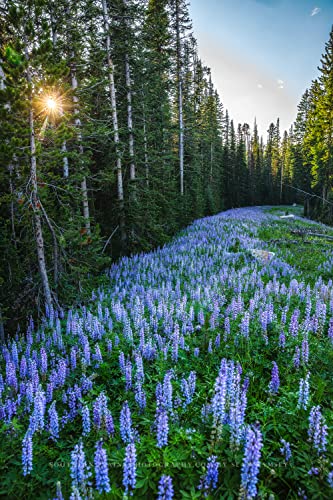 Rocky Mountain Photography Print (Not Framed) Vertical Picture Of Purple Lupine In Pine Tree Forest In Montana Wildflower Wall Art Nature Decor 4X6 To 40X60 #TOP4