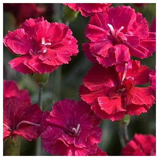 Best garden plants to cover up weed smell Frosty Fire Dianthus Collection