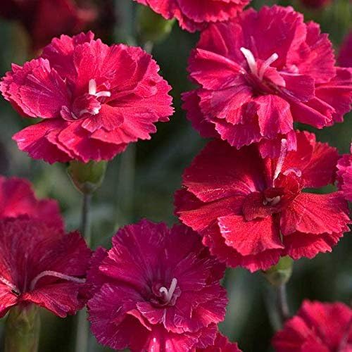 Florida Foliage Frosty Fire Dianthus