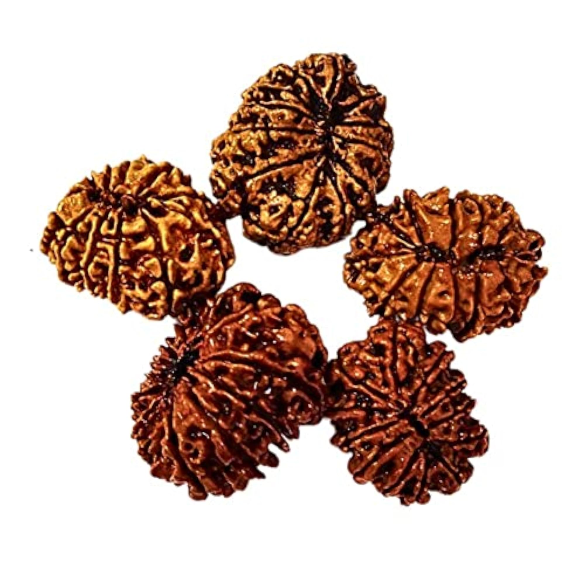 Natural 12 Mukhi Twelve Faced Nepali Rudraksh
