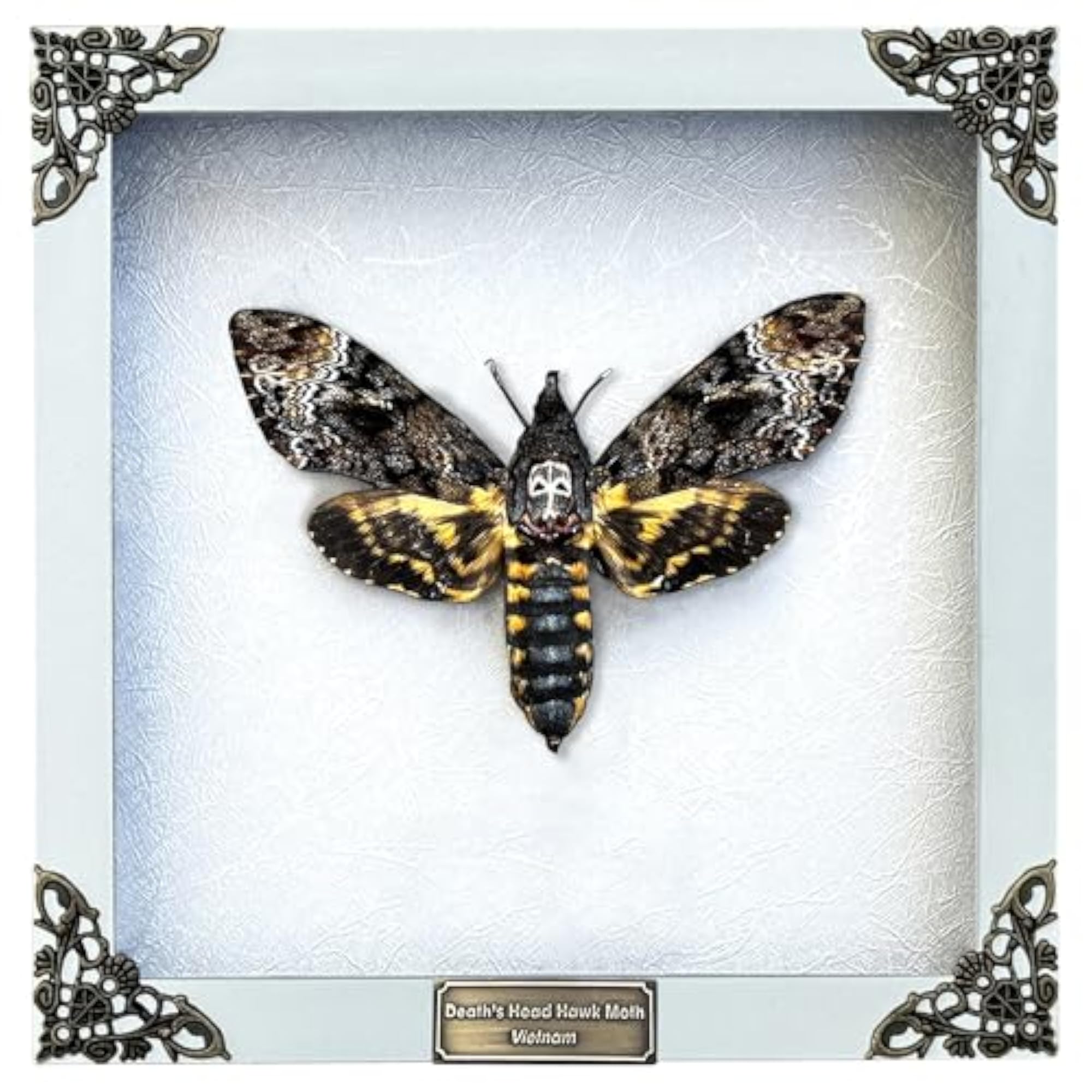 Custom Butterfly Wooden Frame Personalize Gifts