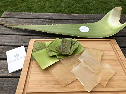 Preisvergleich Produktbild N / 2 x Aloe Vera Blätter von AloeAmor 100% Bio