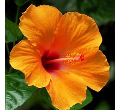 OjOrey Plant House Live Hibiscus/Gudhal Orange Flower with POT (B07GSQ89FK) Amazon Price History, Amazon Price Tracker