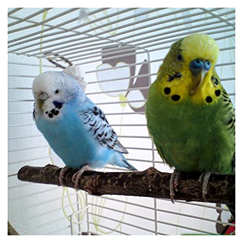 Vogelspeelgoed 10 stks Parrot Stand Rod Natural Wood Fork Paars Hanging Swing Pet Chewing Toys voor kleine parkieten… - Afbeelding 7