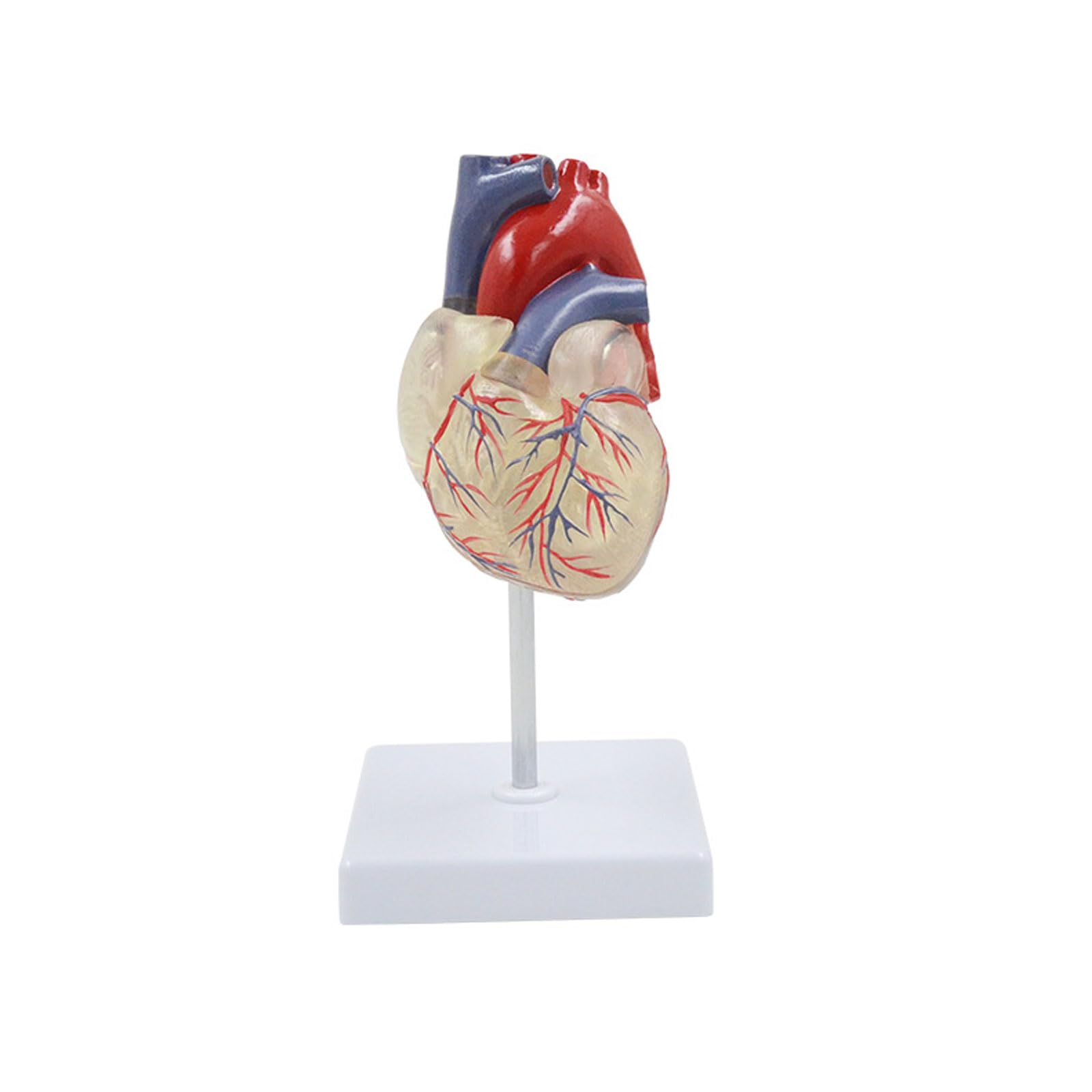 Modelo anatómico de corazón Humano Transparente de tamaño Natural, órganos anatómicos Desmontables, Sistema circulatorio, Suministros y Equipos médicos