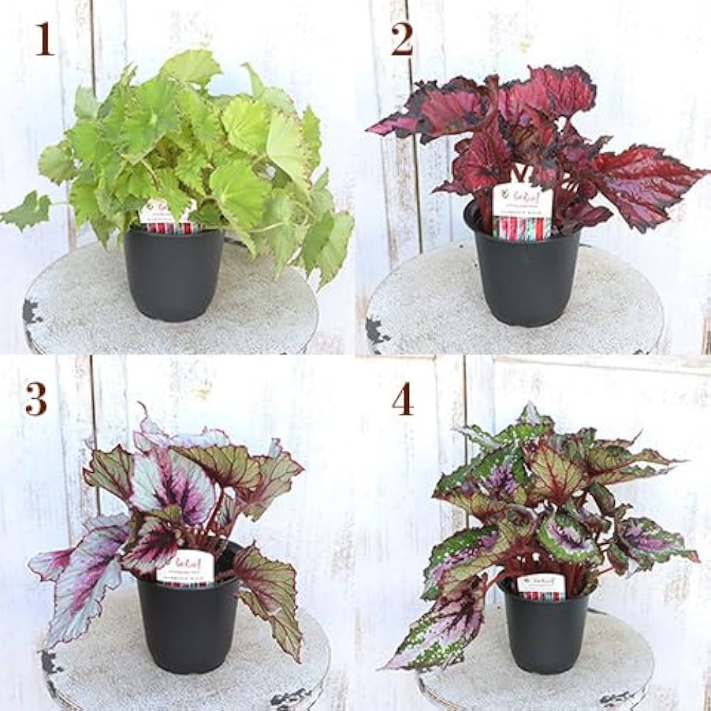 １本¥30 買い合わせおまとめ買い限定 レックスベゴニア 1本¥30 買い合わせおまとめ買い限定 レックスベゴニア その他観葉植物