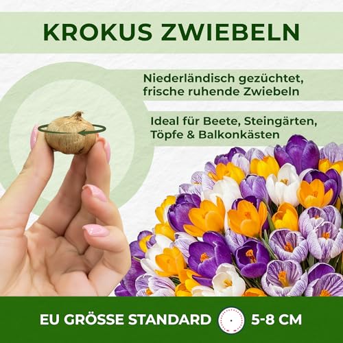 Krokuszwiebeln – Mehrjährige Blumenzwiebeln für Garten und Balkon